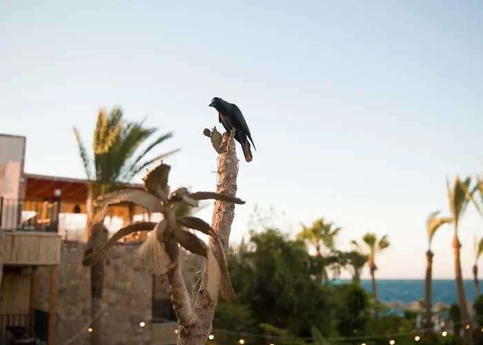 Ananea - Adults Only 4* Hurgada